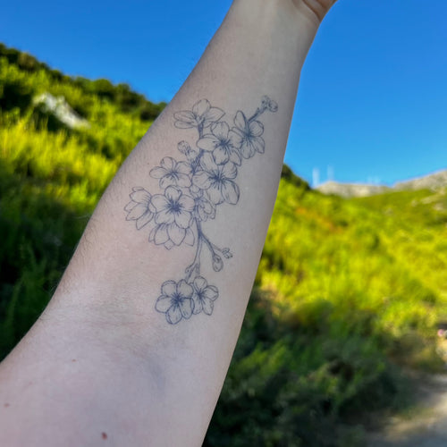 Kirschblüte
