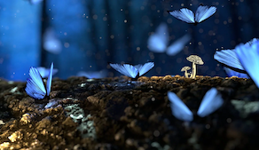 Schmetterlingsgarten 